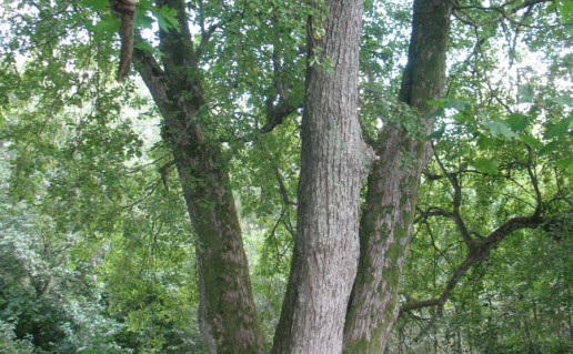 4_Plateliu liepa.A.Brazdeikytes n..jpg